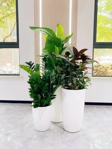 江北绿植租摆礼仪-杭州湾绿植租摆合同-镇海花卉租赁管理-江北租花卉